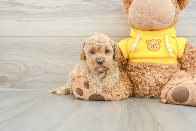 Popular Cavapoo Poodle Mix Pup