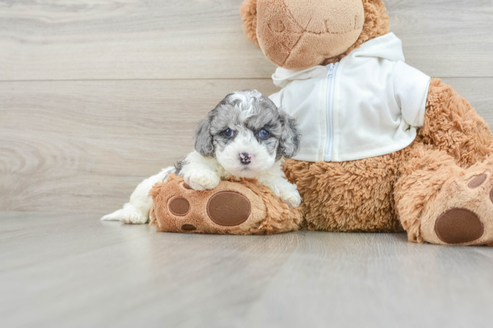 Cavapoo Puppy for Adoption