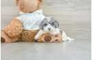 Cute Cavapoo Baby