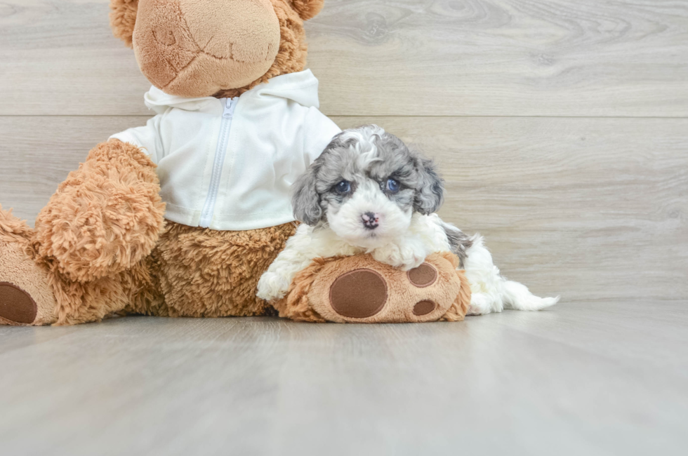 7 week old Cavapoo Puppy For Sale - Simply Southern Pups