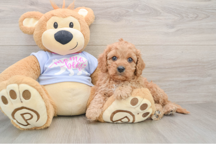 Cavapoo Puppy for Adoption