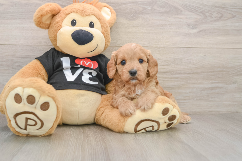 Little Cavipoo Poodle Mix Puppy