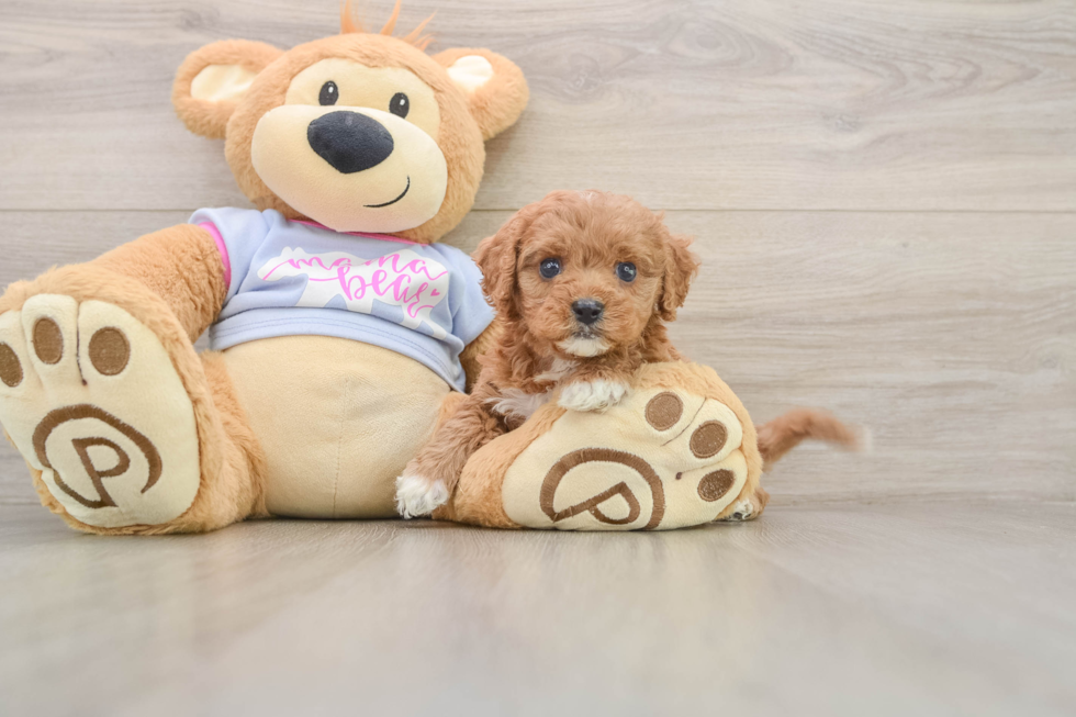 Cavapoo Puppy for Adoption