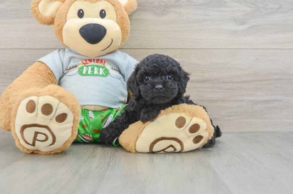 7 week old Cavapoo Puppy For Sale - Simply Southern Pups