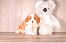 Cute Cavapoo Poodle Mix Pup