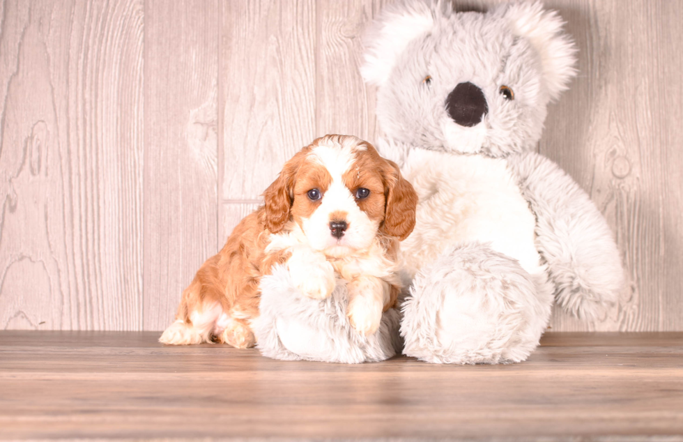 Cute Cavapoo Poodle Mix Pup