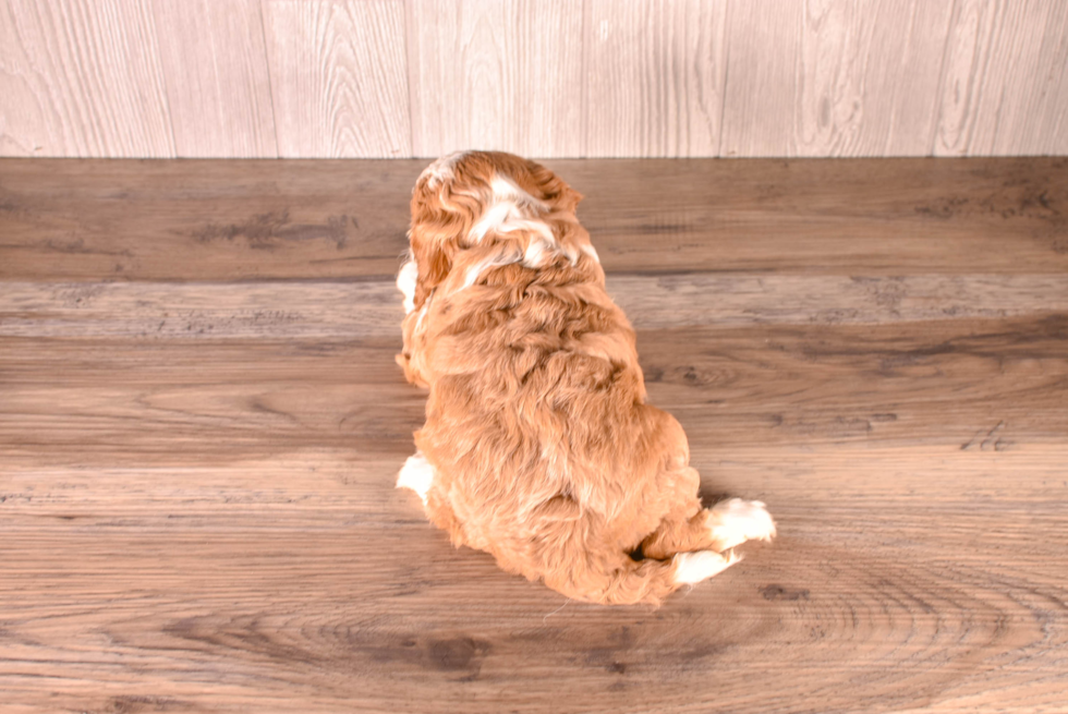 Cavapoo Puppy for Adoption