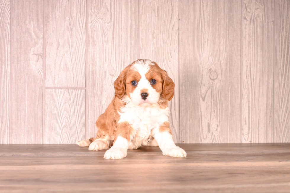 Cute Cavapoo Baby