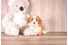 Cavapoo Puppy for Adoption