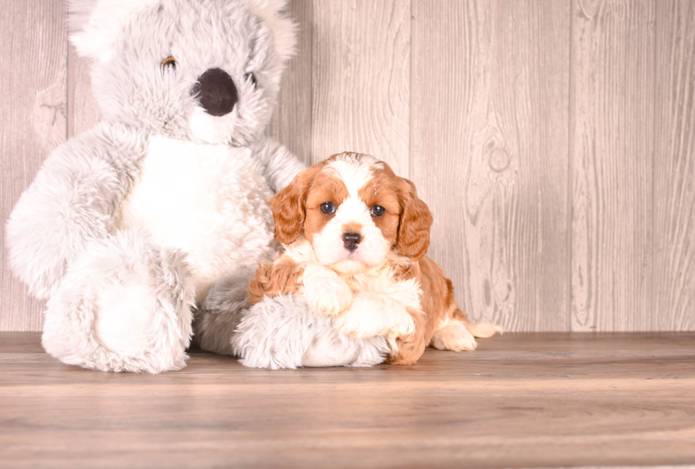 Cavapoo Puppy for Adoption