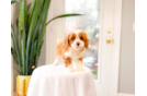 Cavapoo Pup Being Cute