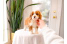 Cute Cavapoo Baby