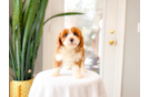 Cavapoo Puppy for Adoption