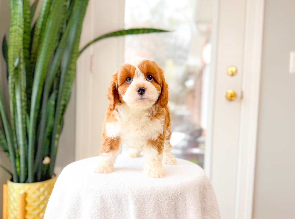 Cavapoo Puppy for Adoption