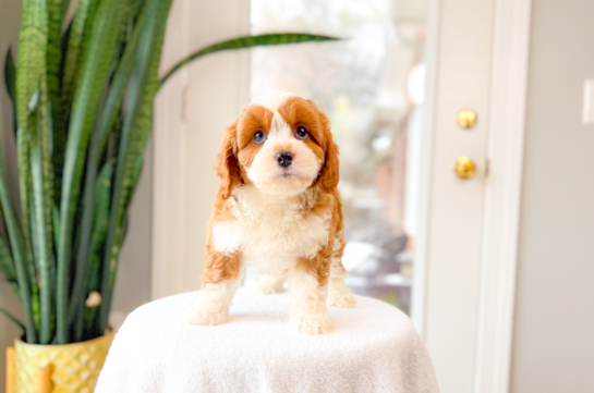 Cavapoo Puppy for Adoption