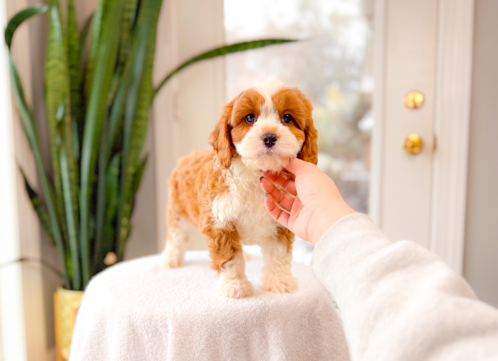 Cute Cavalier King Charles Spaniel and Poodle Mix Poodle Mix Puppy