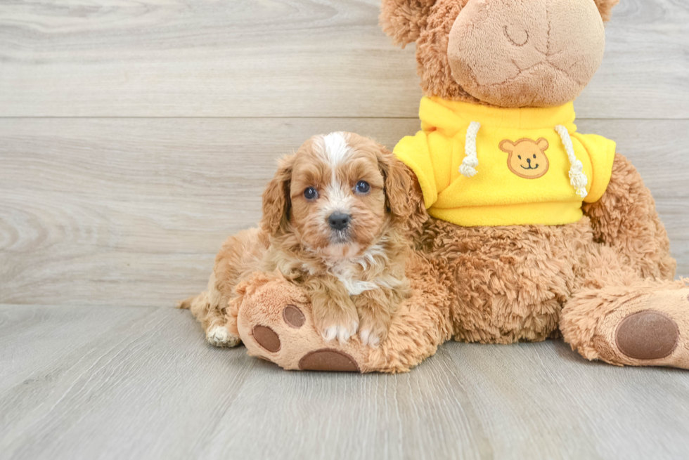 Cavapoo Pup Being Cute