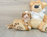 7 week old Cavapoo Puppy For Sale - Simply Southern Pups