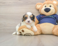 8 week old Cavapoo Puppy For Sale - Simply Southern Pups