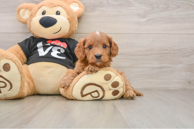 Cavapoo Puppy for Adoption