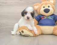 7 week old Cavapoo Puppy For Sale - Simply Southern Pups