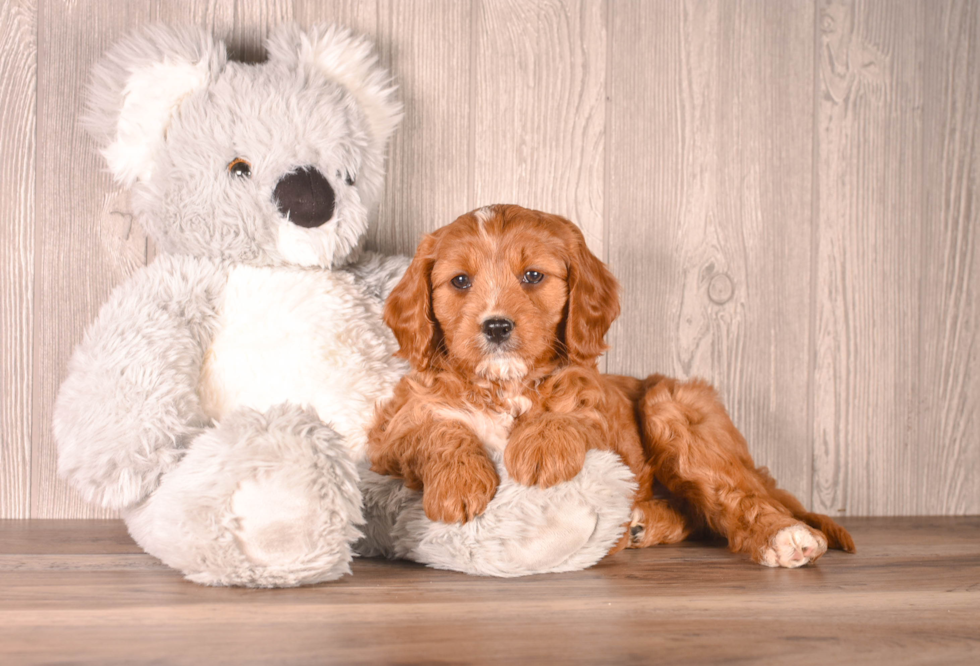 Cute Cavapoo Poodle Mix Pup