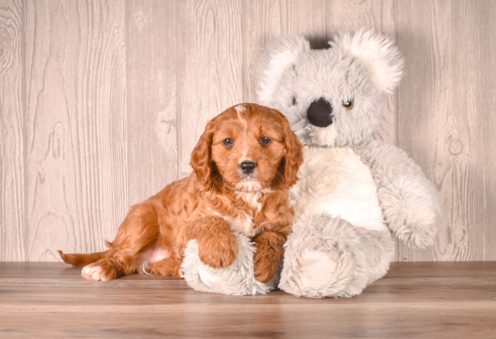 Best Cavapoo Baby