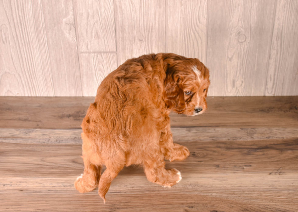 Cavapoo Pup Being Cute