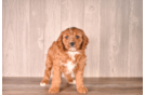 Cavapoo Pup Being Cute