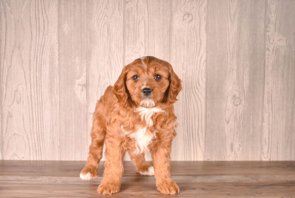 Cavapoo Pup Being Cute