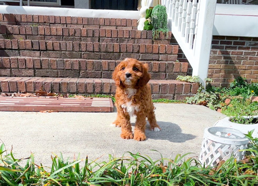 Cavapoo Puppy for Adoption