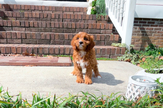 Cavapoo Puppy for Adoption
