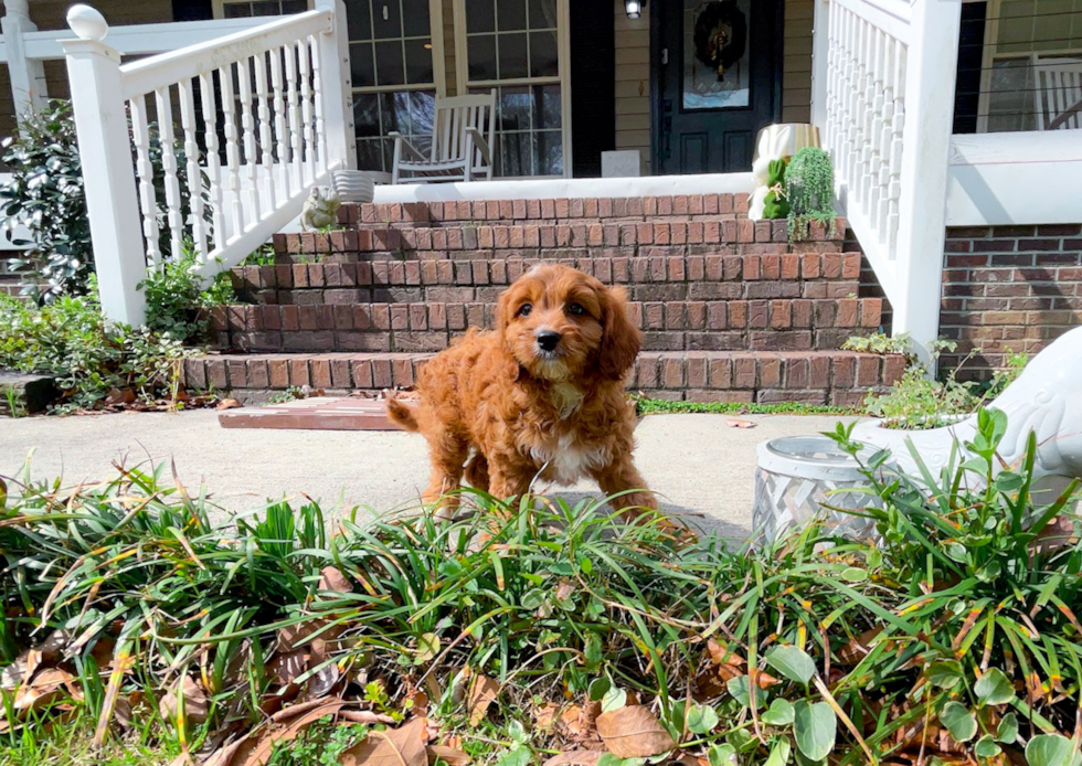 Cavapoo Puppy for Adoption