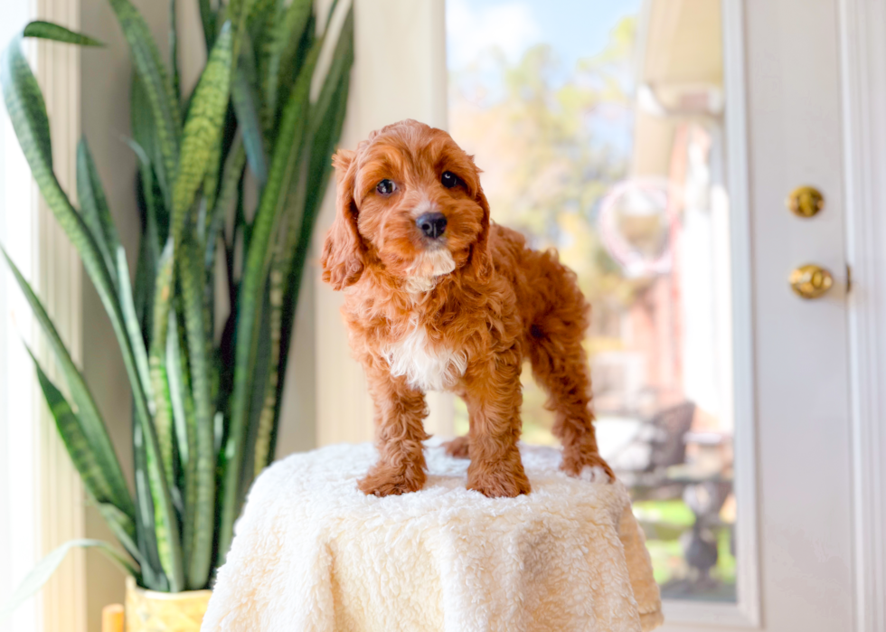 Cavapoo Puppy for Adoption