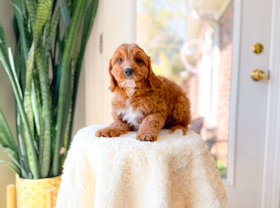Cute Cavapoo Baby