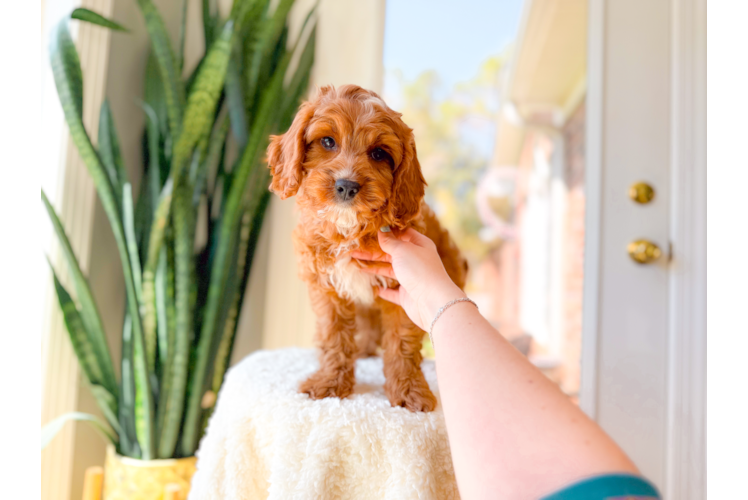 Cute Cavapoo Poodle Mix Pup