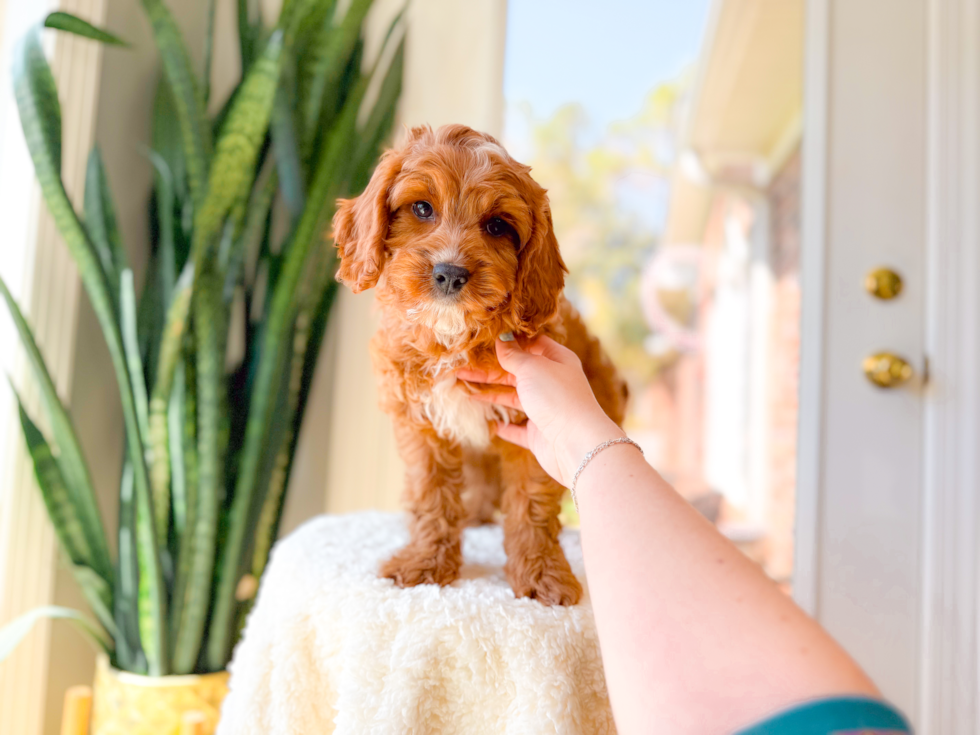 Cute Cavapoo Poodle Mix Pup