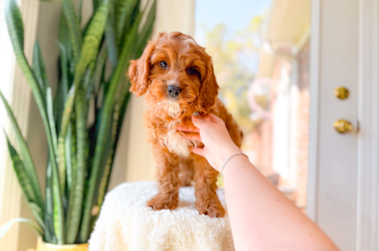 Cute Cavapoo Poodle Mix Pup