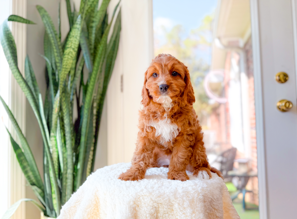 Best Cavapoo Baby