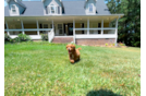 Cute Cavapoo Baby