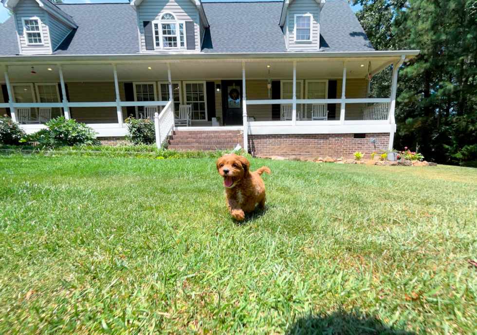 Cute Cavapoo Baby
