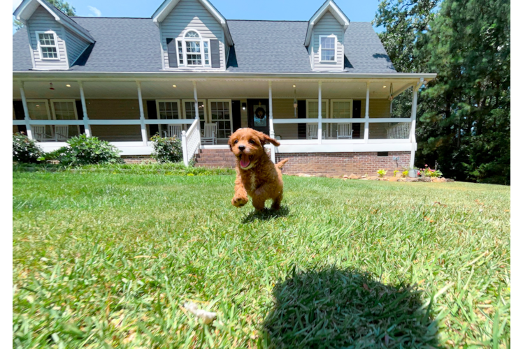 Cute Cavadoodle Poodle Mix Puppy