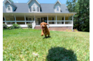 Cute Cavadoodle Poodle Mix Puppy