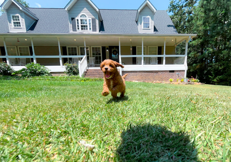 Cute Cavadoodle Poodle Mix Puppy