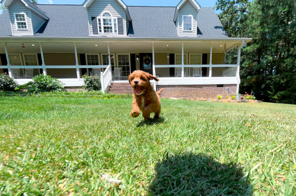 8 week old Cavapoo Puppy For Sale - Simply Southern Pups