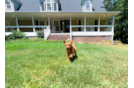 Cute Cavalier King Charles Spaniel and Poodle Mix Poodle Mix Puppy