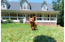 Cute Cavadoodle Poodle Mix Puppy