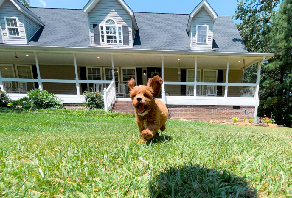 Cute Cavadoodle Poodle Mix Puppy