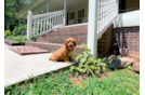 Cavapoo Pup Being Cute