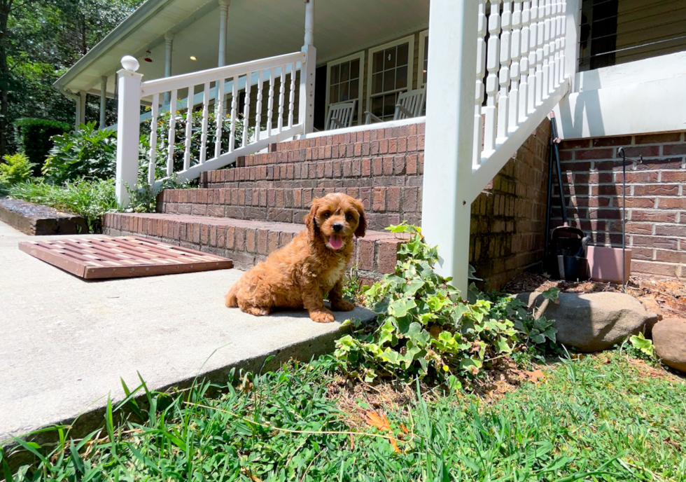 Cavapoo Pup Being Cute